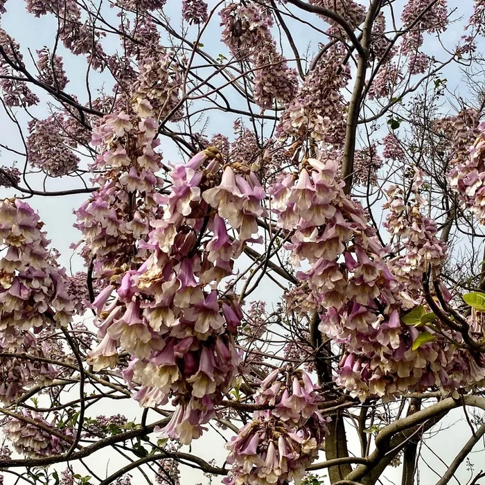 Paulownia fortunei