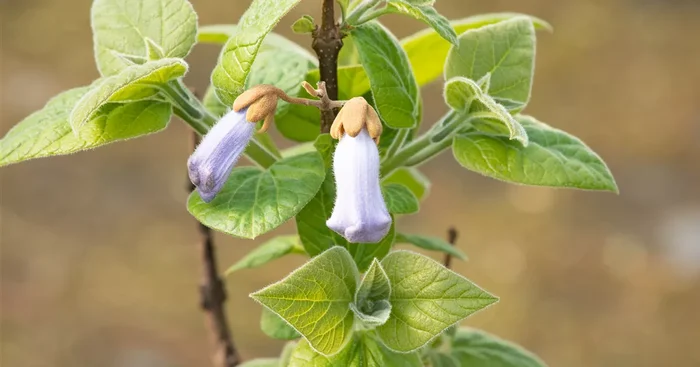 Paulownia tomentosa${2}