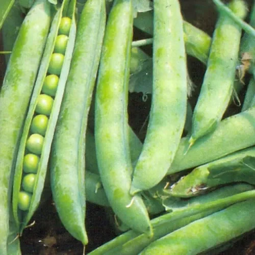 Pea Greenshaft (Hurst)