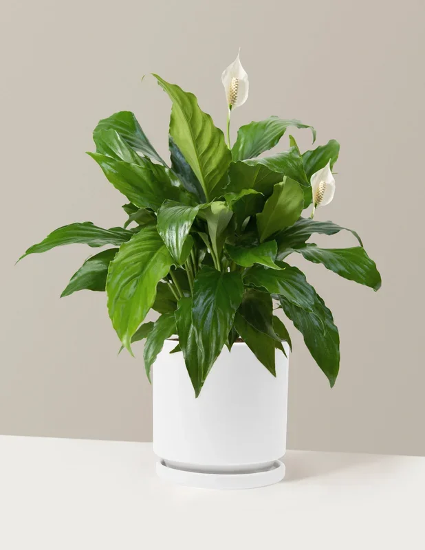Peace Lily