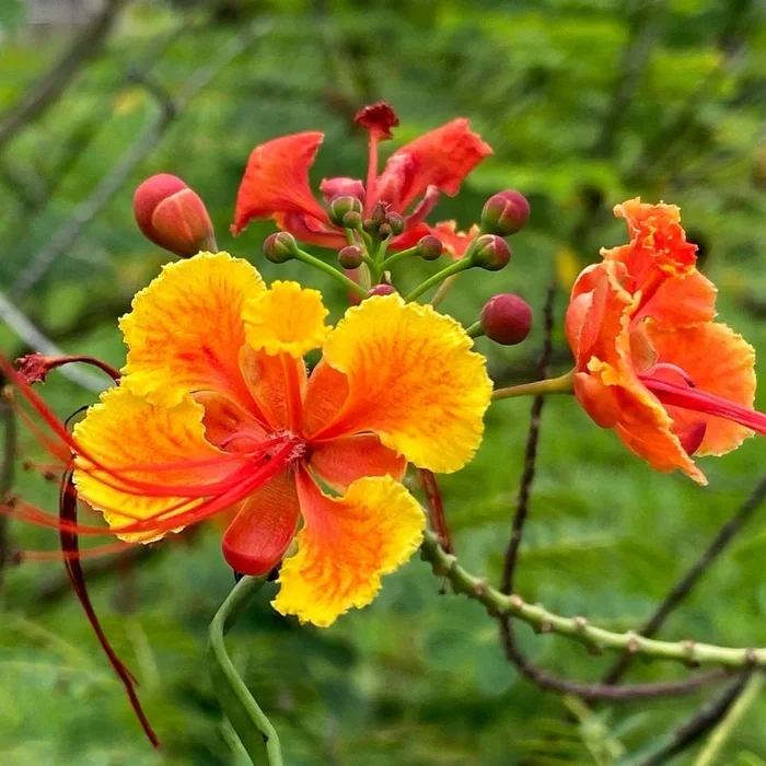 Peacock (Radhachura) Flower Plant – Red