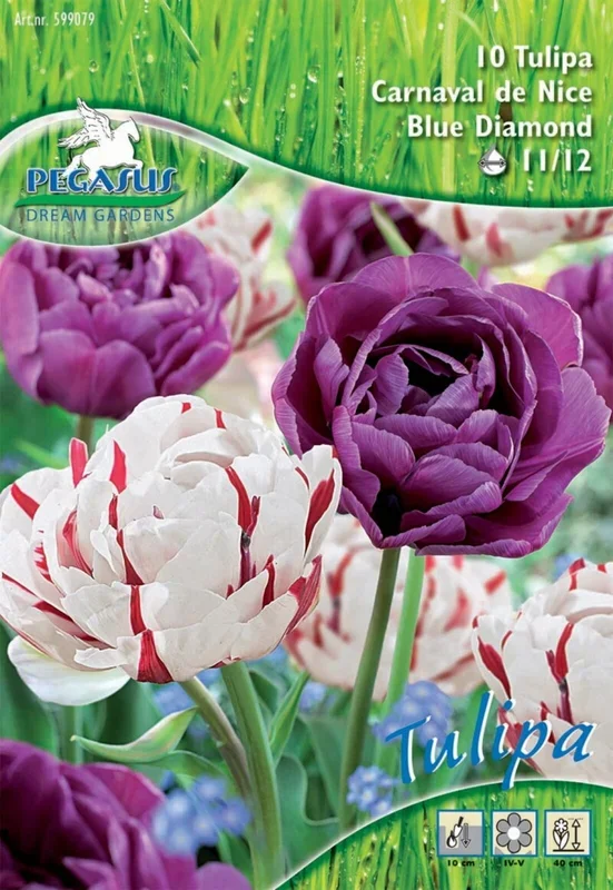 Pegasus Aktion Gefüllte Späte Tulpe Carnaval de Nice und Blue Diamond, 10 Stück, Blumenzwiebeln