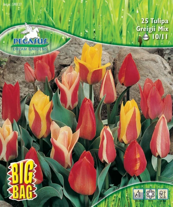 Pegasus BigBag Botanische Tulpen Mischung, 25 Stück, Herbstblumenzwiebeln