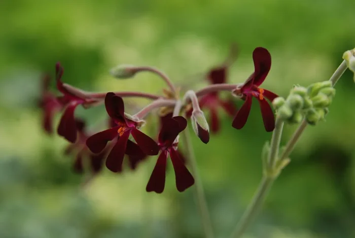 Pelargonie, Heilpelargonie – Pelargonium sidoides