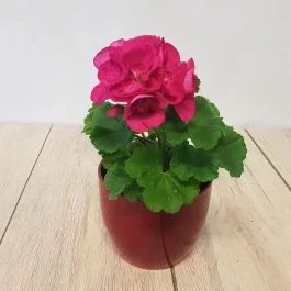 Pelargonie lila 10 cm