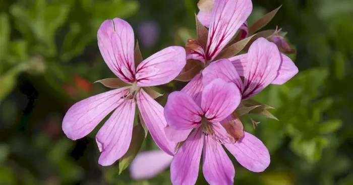 Pelargonium peltatum Ville de Paris Lila