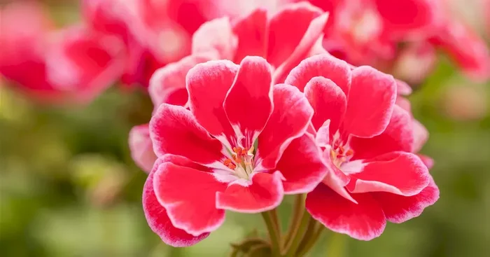 Pelargonium zonale Spanish Wine