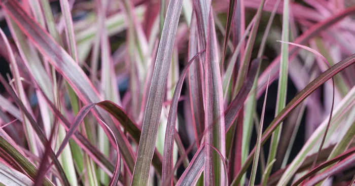 Pennisetum ‚Fireworks'(s)