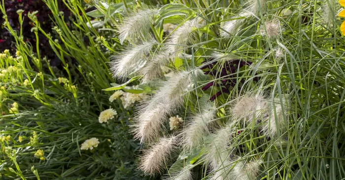 Pennisetum alopecuroides ‚Hameln’${2}