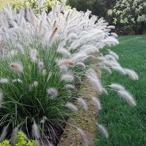 Pennisetum alopecuroides Hameln – Pennisetum