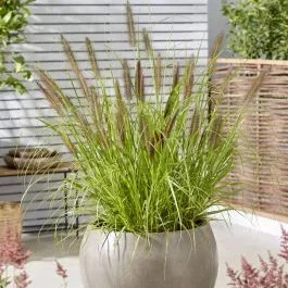 Pennisetum Black Beauty