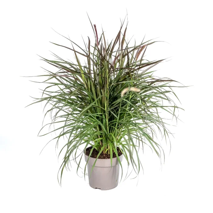 Pennisetum x advena – Rotes Lampenputzergras