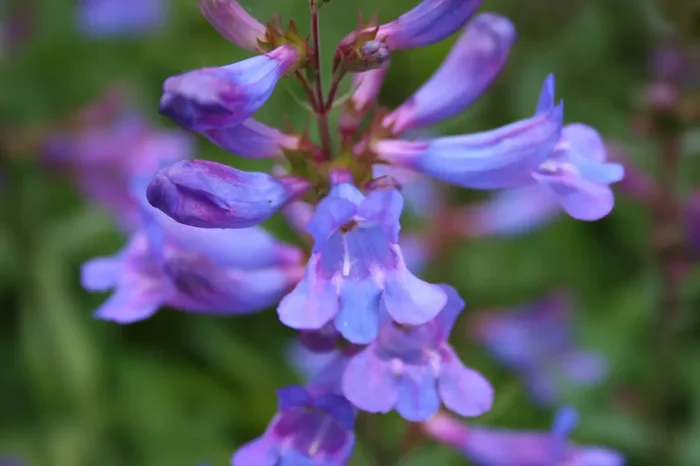 Penstemon ‚Catherine de la Mere‘ (Bartfaden)