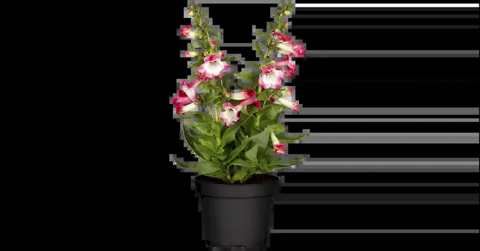 Penstemon hartweg.