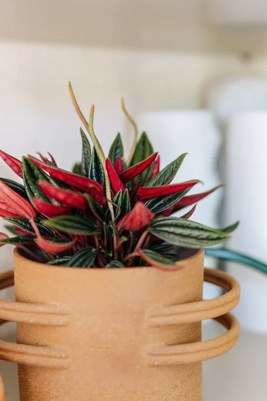 Peperomia ‚Eden Rosso‘ Medium