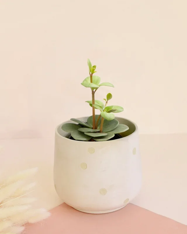 Peperomia ‚Hope‘ Baby