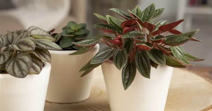 Peperomia mix
