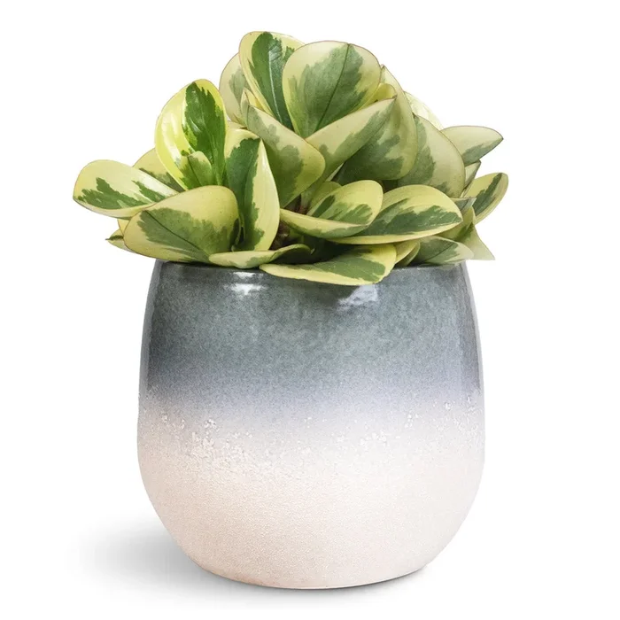 Peperomia obtusifolia Obtipan Bicolor