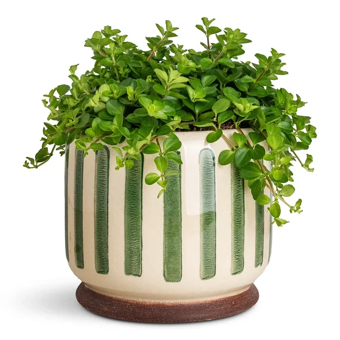 Peperomia rotundifolia – Trailing Jade Plant