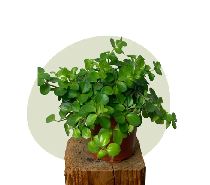 Peperomia rotundifolia – grüne Frische für jeden Raum