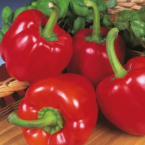 Pepper Beauty Bell F1