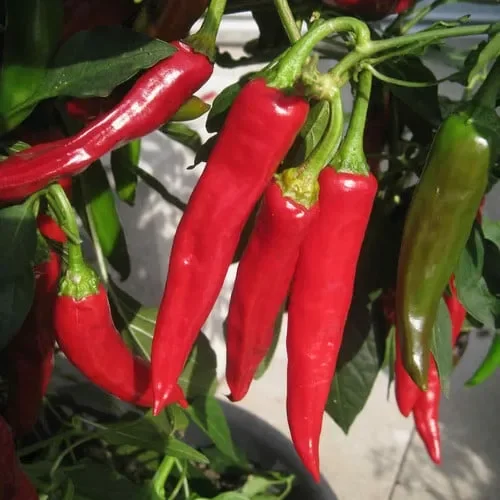 Pepper Lhasa F1