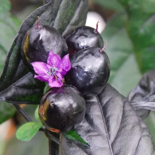 Pepper Midnight Pearl Babies
