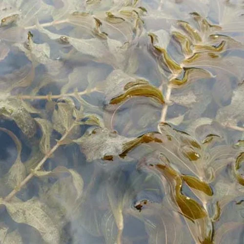 Perfoliated Potamot