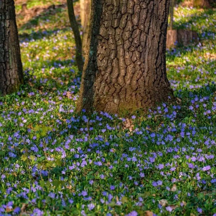 Periwinkle (Creeping Myrtle)
