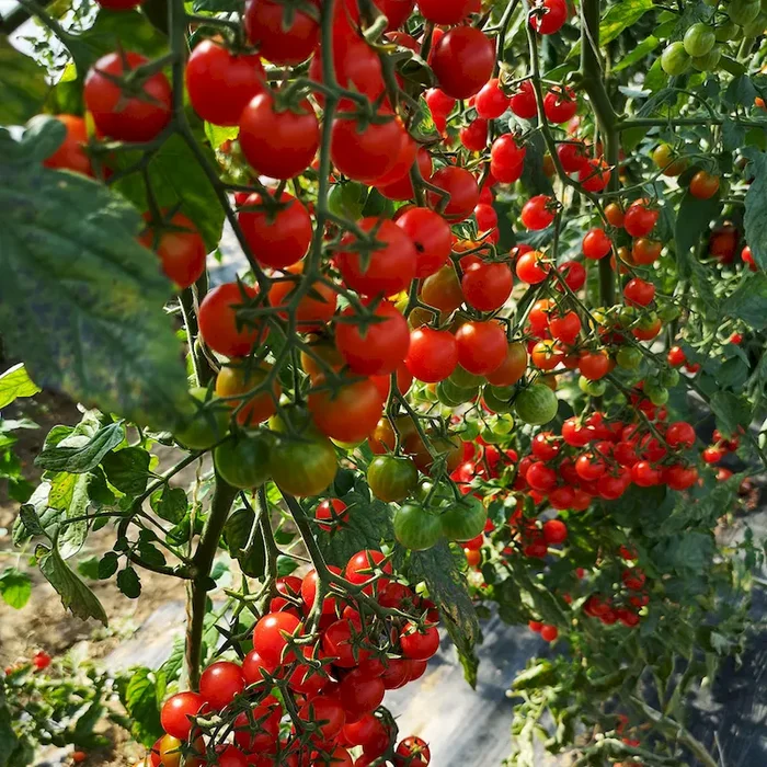 Perlino F1 – Mini Cocktail Tomate Bestellnummer 6688765