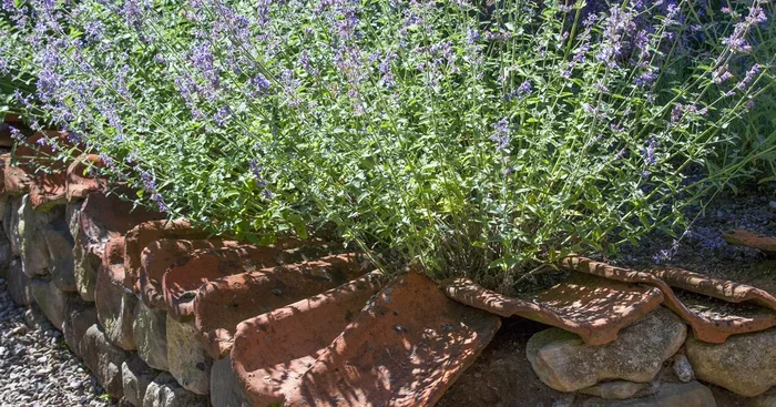 Perovskia atriplicifolia ‚Blue Spire‘