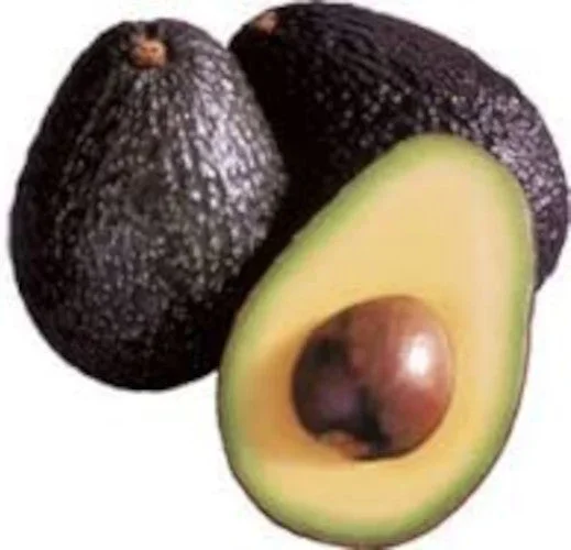 Persea americana – Avocado Hass kaufen – Dein eigener Avocadobaum für frische Früchte
