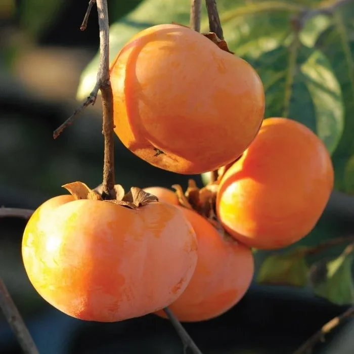 Persimmon – Grafted & Hybrid Fruit Plant