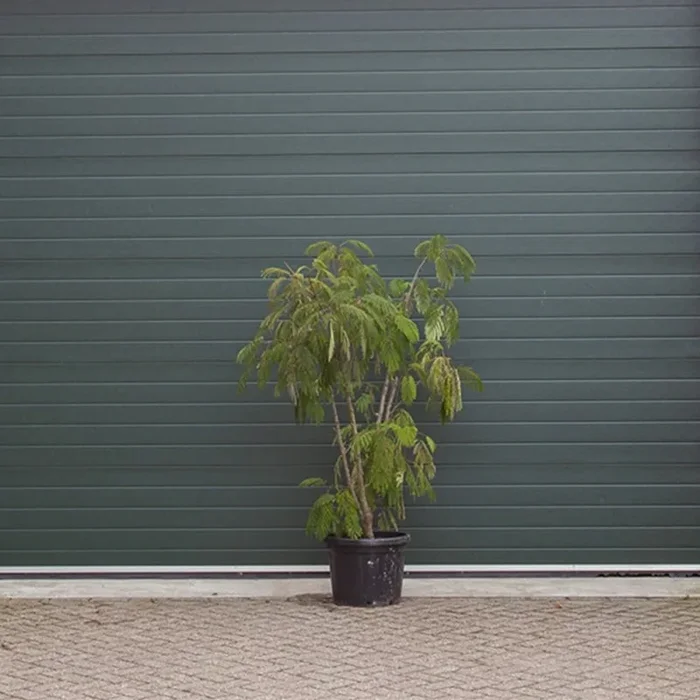 Persischer Schlafbaum mehrstämmig