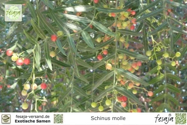 Peruanischer Pfefferbaum, Schinus molle