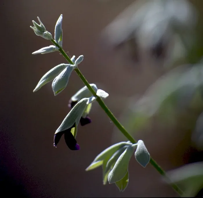 Peruanischer Salbei, Salvia discolor