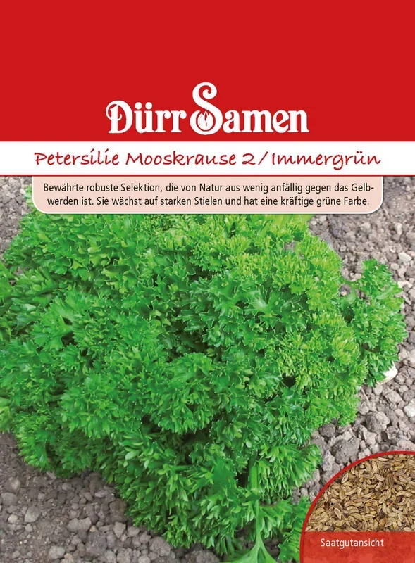 Petersilie Mooskrause 2 & Immergrün [MHD 12/2024]