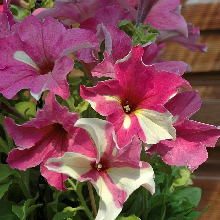 Petunia hybrida grandiflora