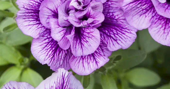 Petunia Sugar Plum