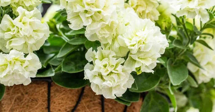 Petunie ‚Origami White‘