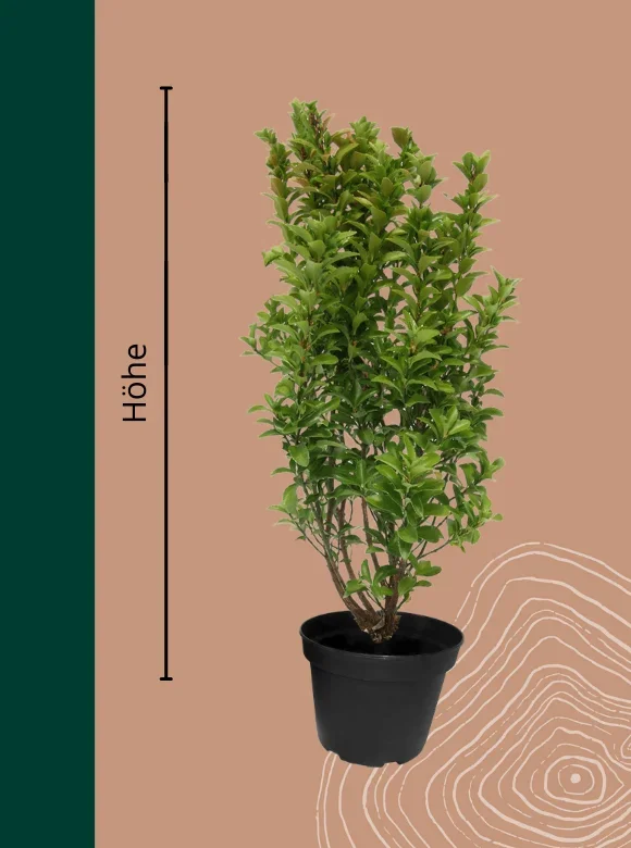 Pfaffenhütchen Hecke