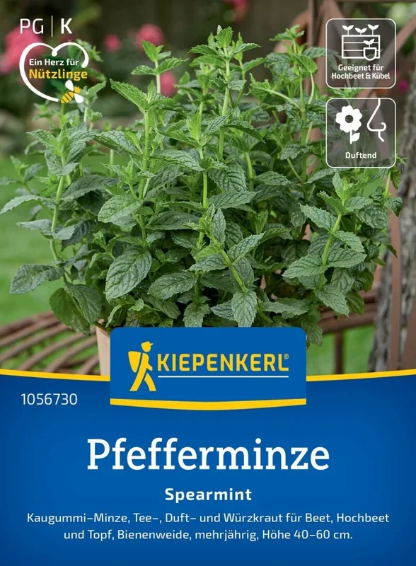 Pfefferminze Spearmint, Kaugummi-Minze, Tee-, Duft- und Würzkraut -mehrjährig – Bienenwiede