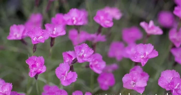 Pfingst-Nelke ‚Blauigel‘