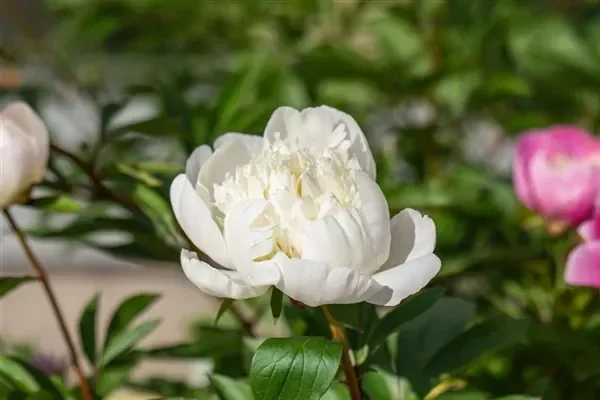 Pfingstrose ‚Charles White‘
