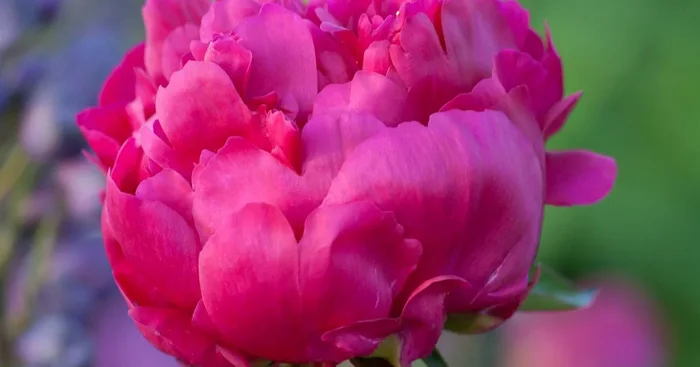 Pfingstrose ‚General Mac Mahon‘