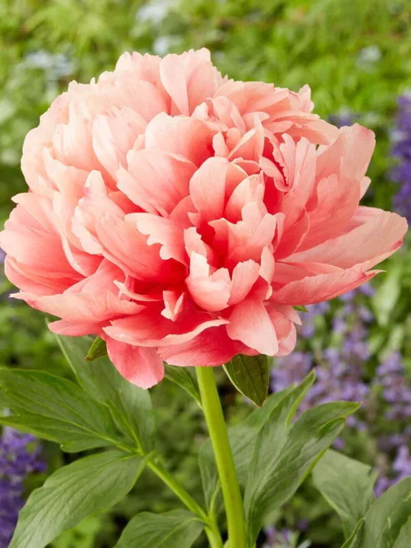 Pfingstrose Lorelei