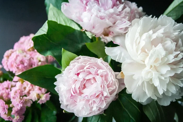 Pfingstrosen – Paeonia – Päonien – duftend – winterhart