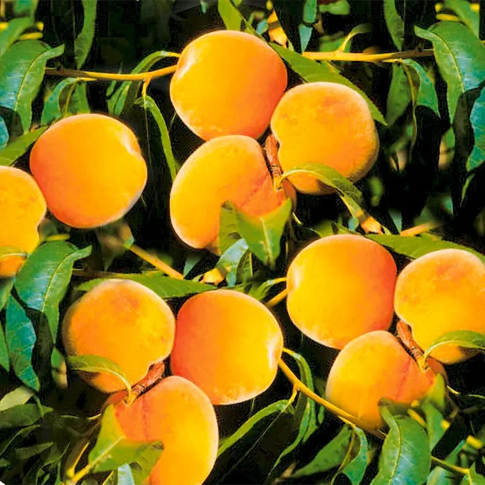 Pfirsich-Aprikose ‚Pfirsicose®‘ Percoca – Bestellnummer 4420781