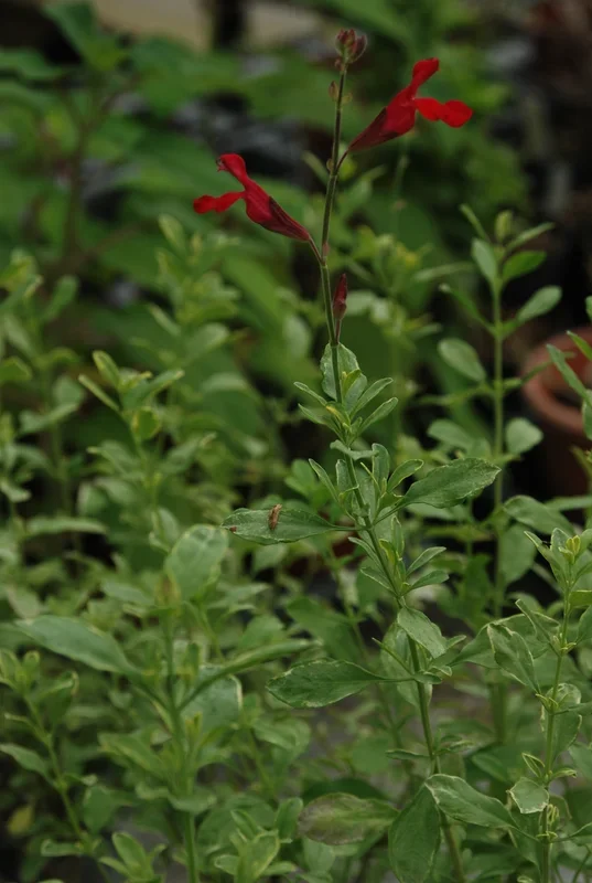 Pfirsich-Salbei – Salvia greggii „Variegata“