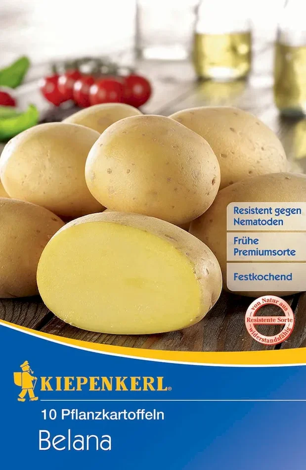 Pflanzkartoffel Belana, 10 Stück